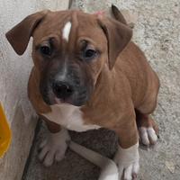 Cuccioli di amstaff