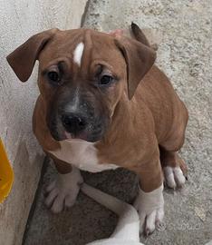 Cuccioli di amstaff