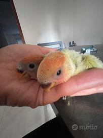 Pappagallo inseparabile allevato a mano