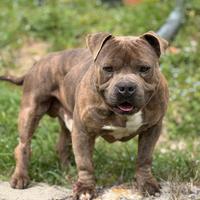 American bully