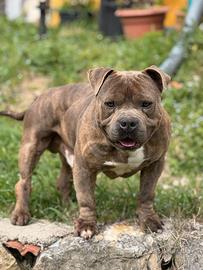 American bully