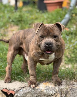 American bully