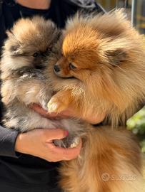Cucciola Spitz tedesco nano Pomerania