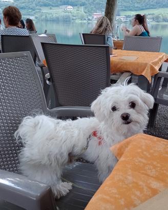 Maltese per monta