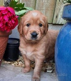 Cuccioli di golden retriever maschi