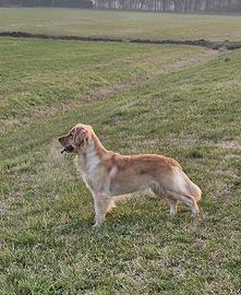 Golden retriver