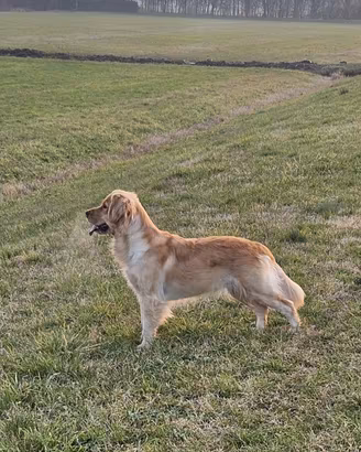 Golden retriver