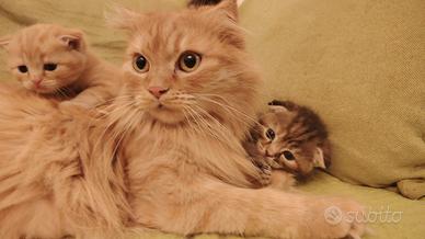 Gattini Scottish Fold e Straight