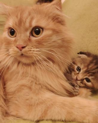 Gattini Scottish Fold e Straight