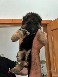 Cucciola pastore tedesco