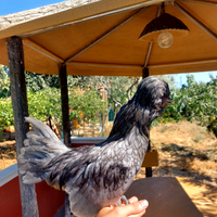 Gallo padovano nano blu e nero