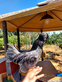 Gallo padovano nano blu e nero