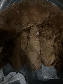 Barboncino toy e teacup