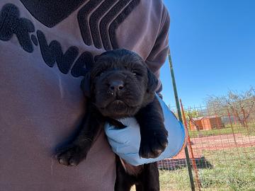 Cuccioli Labrador