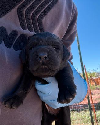 Cuccioli Labrador