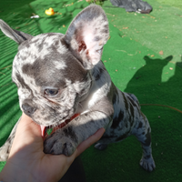 Cuccioli bulldog francese