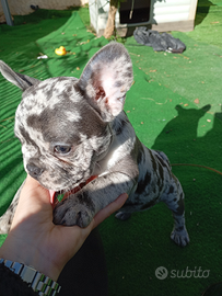 Cuccioli bulldog francese