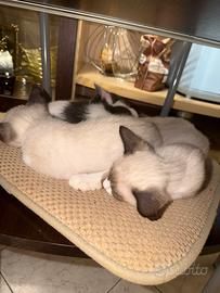 Cuccioli di gatto
