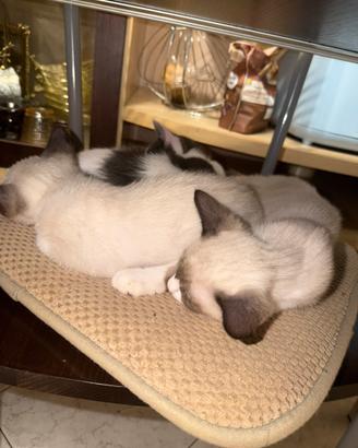 Cuccioli di gatto