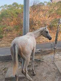 puledro arabo 