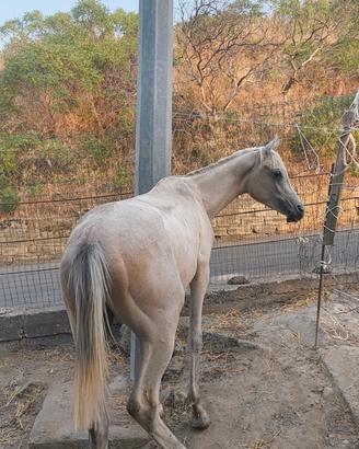 puledro arabo 