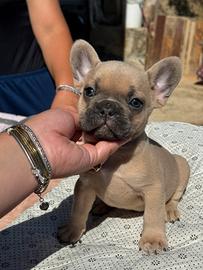 Bulldog francese occhi verdi