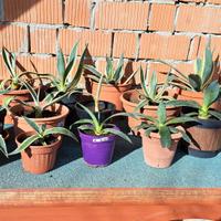 piante grasse agave