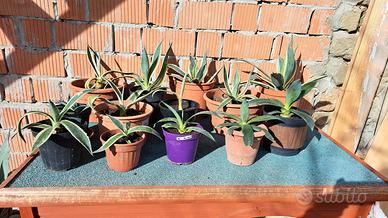 piante grasse agave