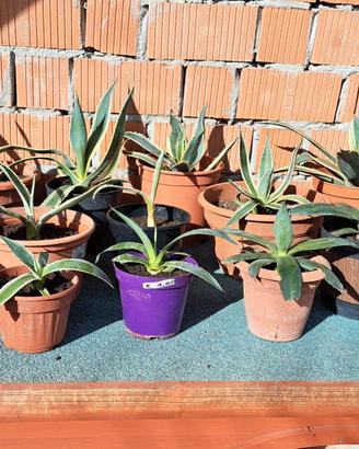 piante grasse agave
