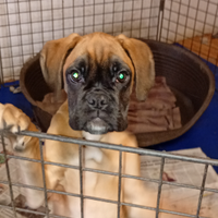 Cuccioli di Boxer