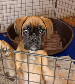 Cuccioli di Boxer