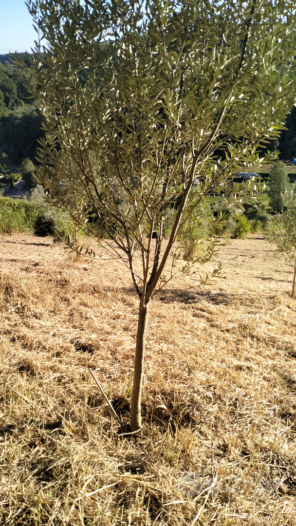 Terreno agricolo - Vista 4