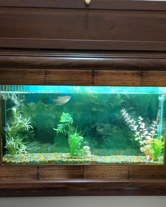 acquario da parete 