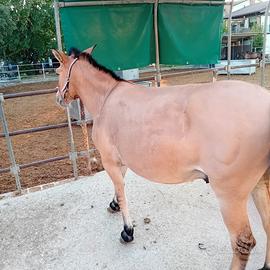 Mulo addestrato a sella super