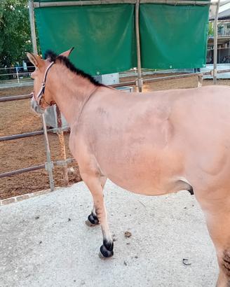 Mulo addestrato a sella super