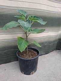 Pianta di Datura