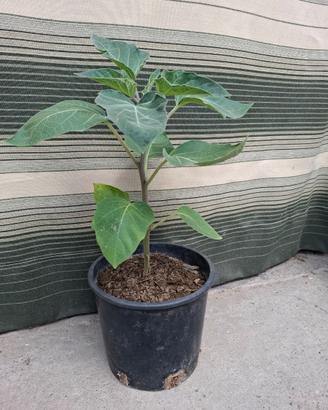 Pianta di Datura