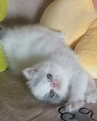 Cuccioli exotic shorthair disponibili - Nocciolo
