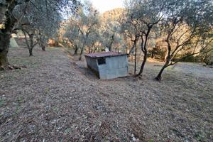 Uliveto con annesso agricolo