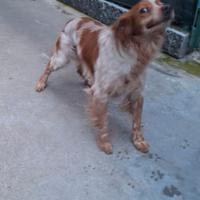 Breton gran cacciatore