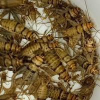 Gryllodes sigillatus