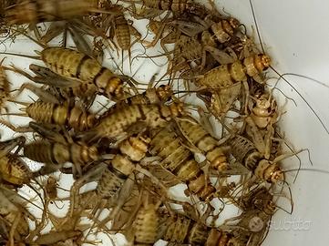 Gryllodes sigillatus