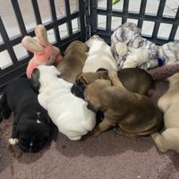 Bulldog francese
