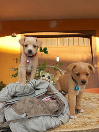 Cuccioli maschi due mesi e mezzo miele