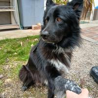 Cane lagorai - australiano