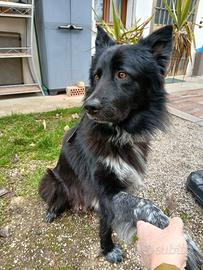 Cane lagorai - australiano