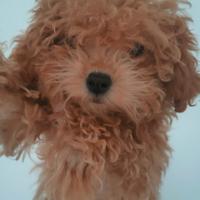 Barboncine piccolissime FEMM