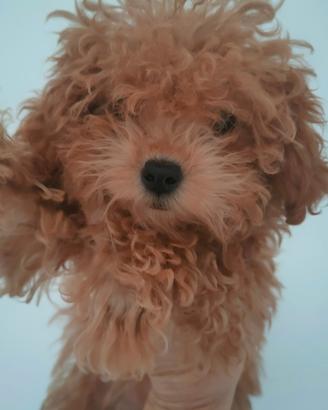 Barboncine piccolissime FEMM