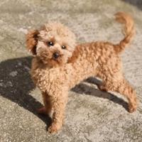 Barboncino Toy Red fulvo