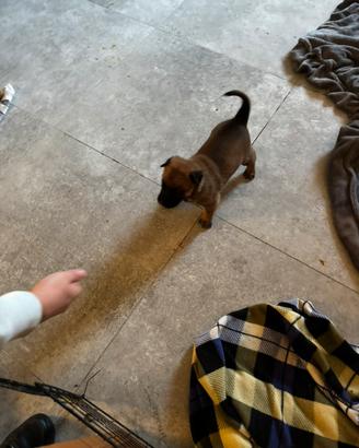 Cuccioli pastore belga Malinois